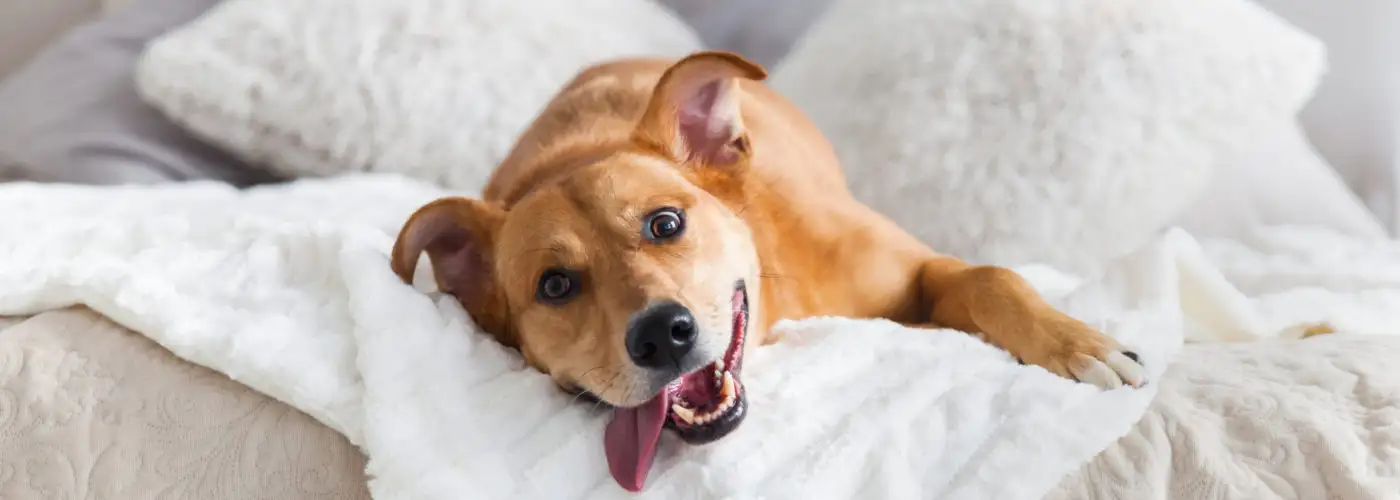 Dog rolling around in hotel bed