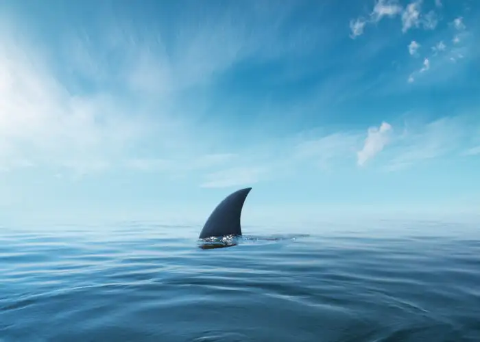 Shark fin above water