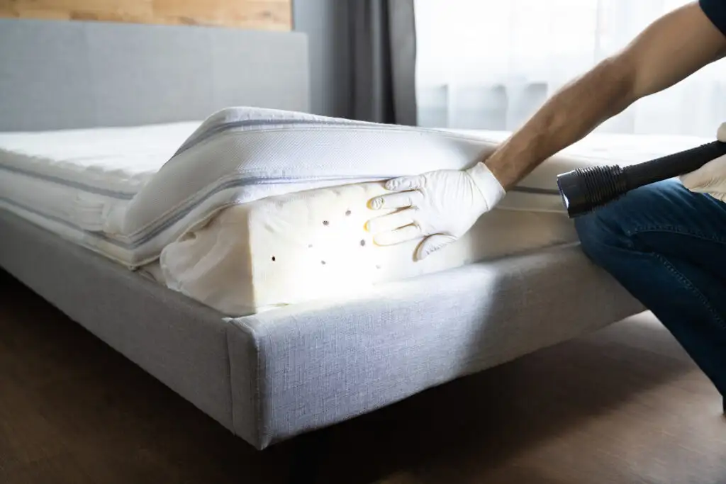 Person lifting up mattress cover to reveal bed bug infestation