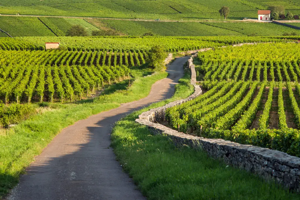 Vineyard. Pommard, Cote de Beaune, d'Or, Burgundy, France