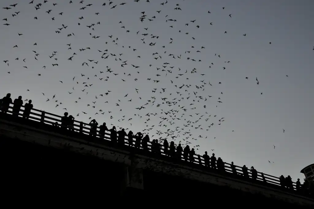 bats coming out at night at Lady Bird Lake, Austin, Texas, USA