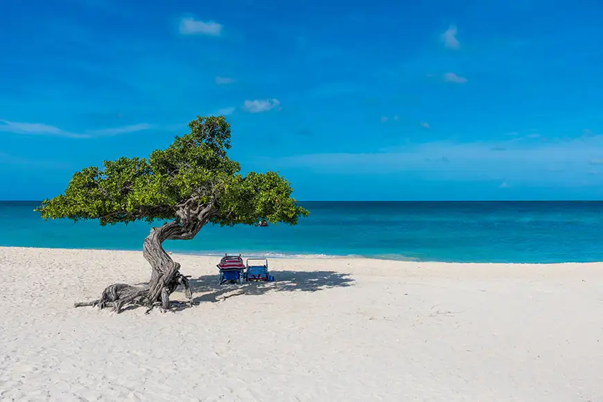 divi divi tree on eagle beach aruba.