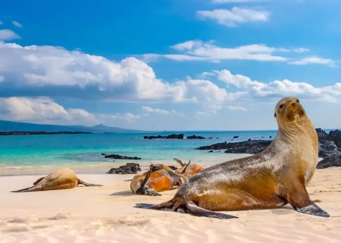 ecuador galapagos islands seal.