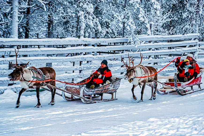 Racing on reindeer sleigh in finland lapland winter