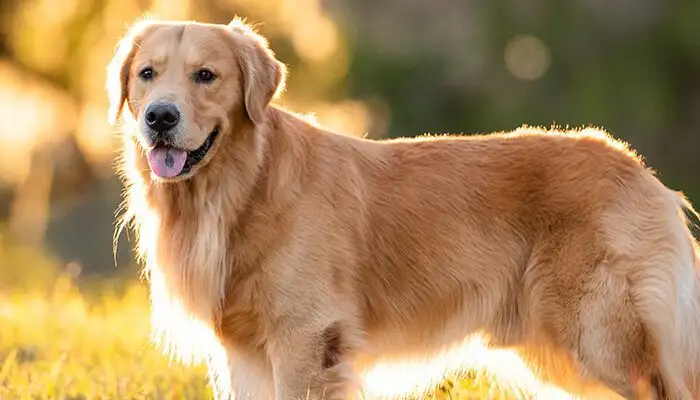 Golden retriever in field at sunset