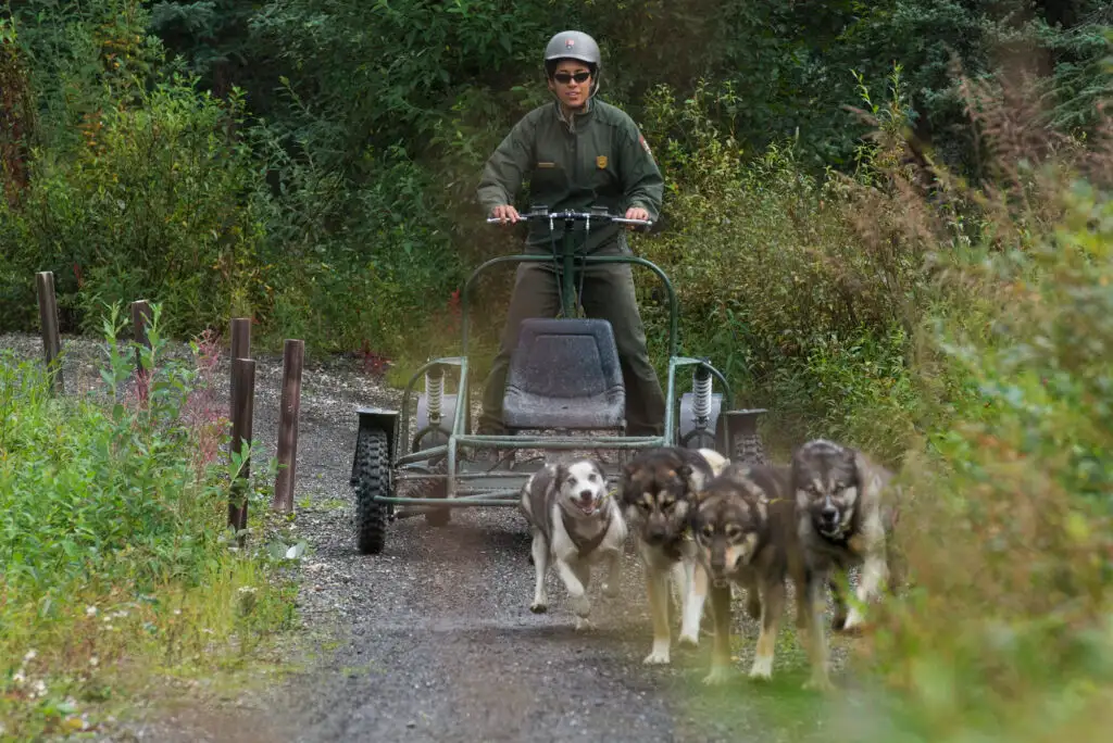 Park ranger at Denali National Park giving a sled dog demonstration in the summer