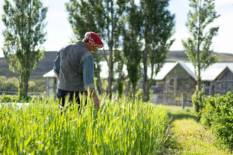 Man walking through tall grasses in a garden at Las Torres Patagonia Hotel