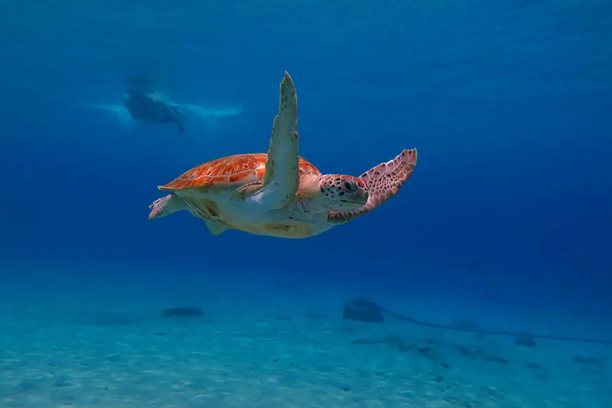 sea turtle and snorkeler in aruba.