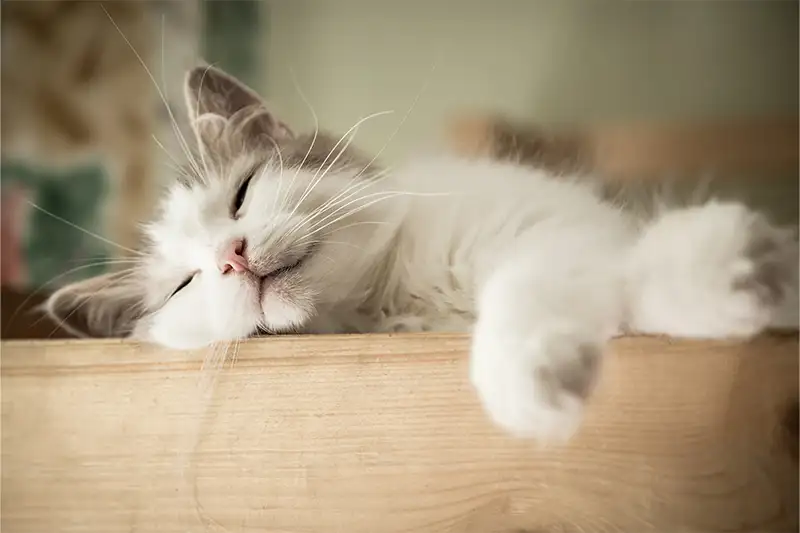 Cat sleeping on wooden box