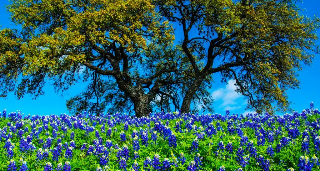 spring flower blooms