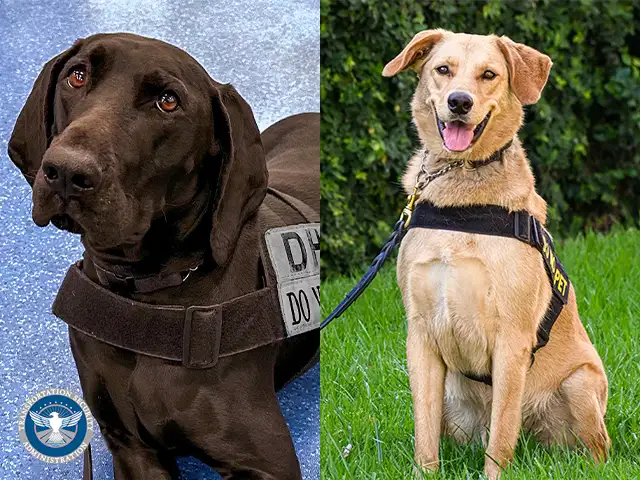 Two dogs features in the TSA 2024 canine calendar