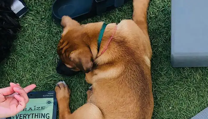 Aerial view of woman laying on yoga mat and looking at puppy, surrounded by exercise equipment