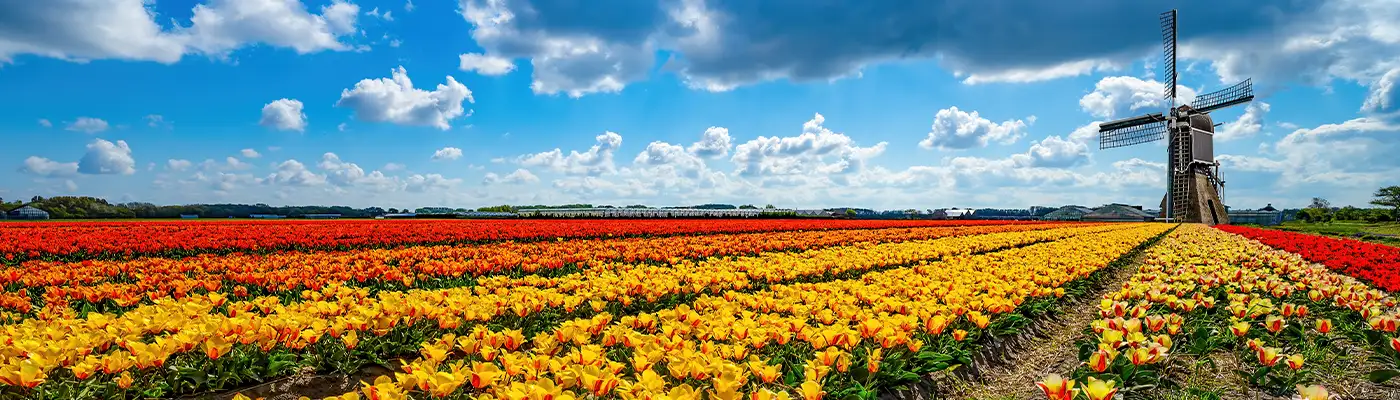 Panorama of landscape with blooming colorful tulip field, traditional dutch windmill and blue cloudy sky in Netherlands Holland , Europe - Tulips flowers background panoramic banner