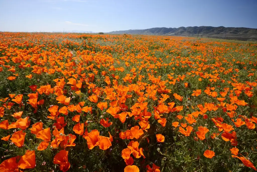 spring flower blooms